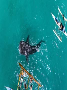 Cebu-shark-swim-philippines - Philippines